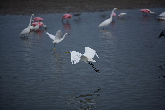 85545_ZV4N_7122_Miami_To_Sanibel_Island_FL