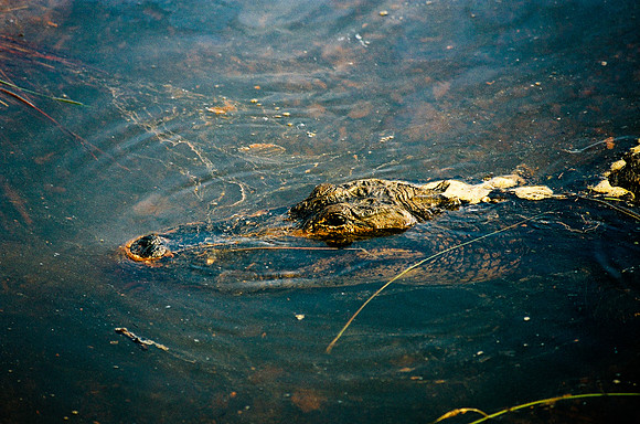 84694_EVERGLADES 33942__Azuley-R8-10
