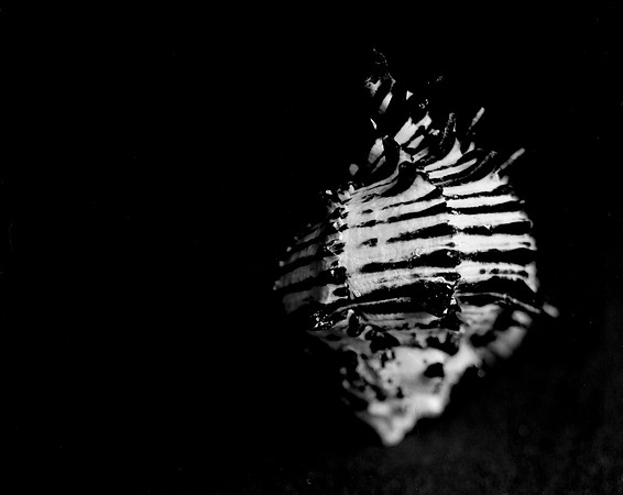 42455_FM_4X5_BW_BLACK_MUREX_SHELLS_FL_04_11.jpg