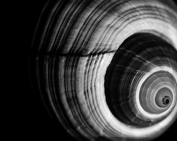 42426_Shells_A