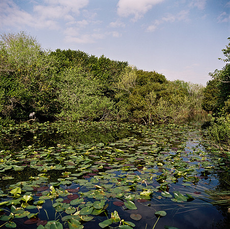 33931_FM_COLOR_SQ_EVERGLADES_FL_03_12.tif