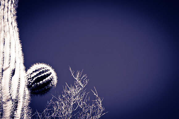 0031_La_Arizona_5L8Y5380