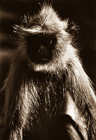 47281_SL_COLOR_INDIA_1987_18