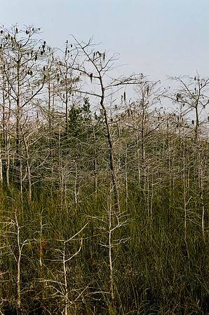 84694_EVERGLADES 33942__Azuley-R8-35