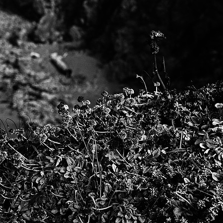 6039_FM_BW_NAPA_AND_PACIFIC_CA_05.jpg