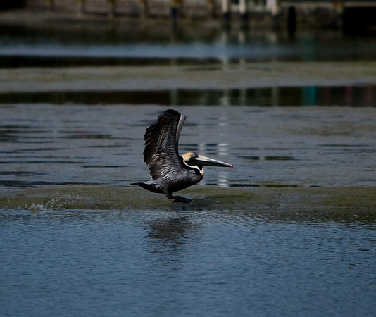 85540_ZV4N6729_Miami_To_Sanibel_Island_FL_Sanibel_FL_USA