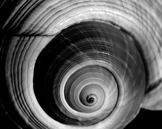 42426_Shells_B