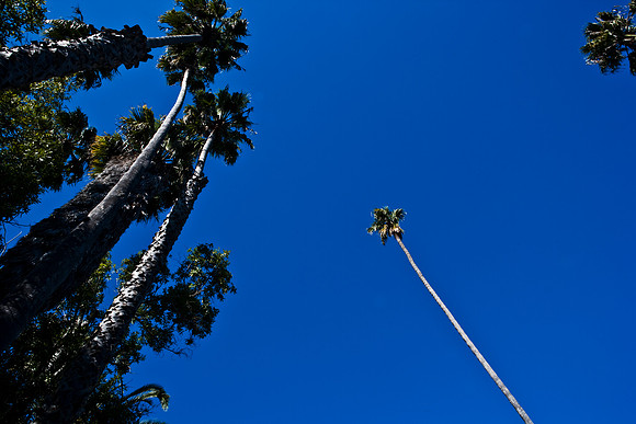 36425_DG_CALIFORNIA_USA_2007_ZV4N_4099