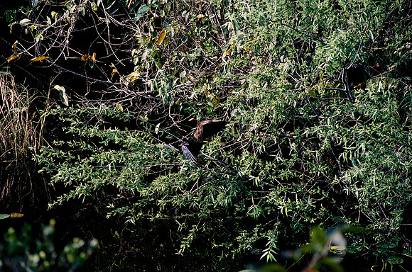 84694_EVERGLADES 33942R5__Azuley-R5-21A