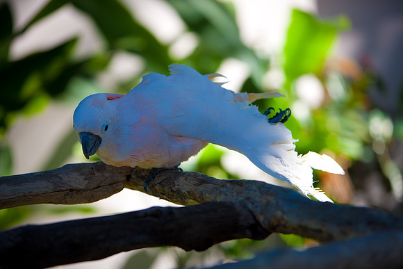 2903_DG_Island_Fisher_Birds_5l8Y_2892