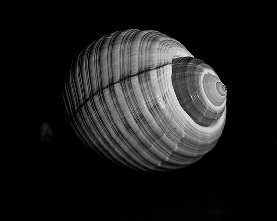 42423_Shells