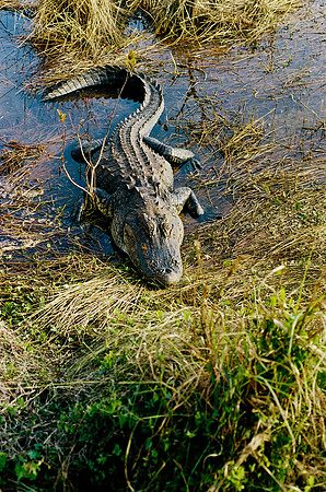 84694_EVERGLADES 33939__Azuley-R7-32A
