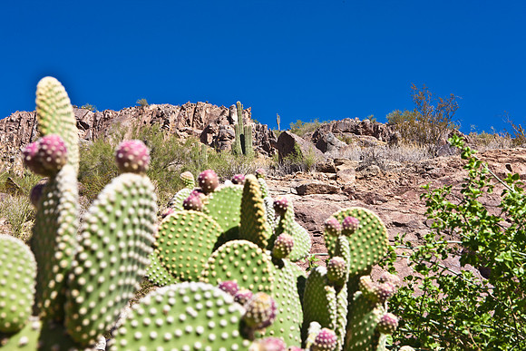 0031_La_Arizona_5L8Y5266