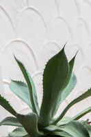 20140705__Fisher_Flower_Plants_9C7C8209