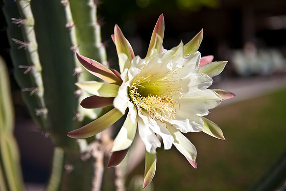 0031_La_Arizona_5L8Y5149
