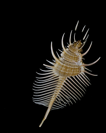 42458_FM_4X5_COLOR_MUREX_VENUS_COMB_SHELLS_FL_04_01.jpg
