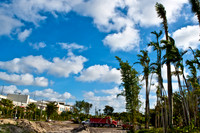 3804_DG_Midtown_Park_Tree_Istalation_Miami_FL_ZV4N1570