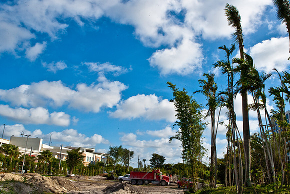 3804_DG_Midtown_Park_Tree_Istalation_Miami_FL_ZV4N1570
