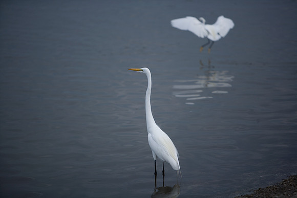85545_ZV4N_7119_Miami_To_Sanibel_Island_FL