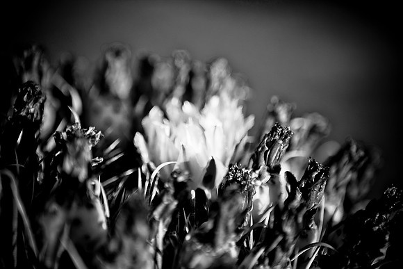 0031_La_Arizona_5L8Y5113