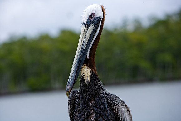 85538_20080323-ZV4N7990_Miami_To_Sanibel_Island_Florida_Everglades_FL_USA
