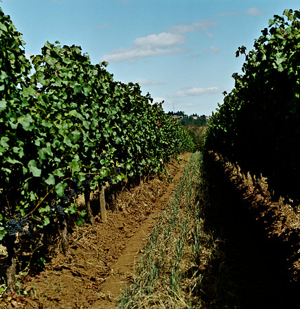 6045_FM_COLOR_SQ_CALIFORNIA_USA_05_11.jpg