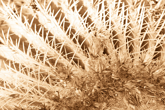 0031_La_Arizona_5L8Y5112-2