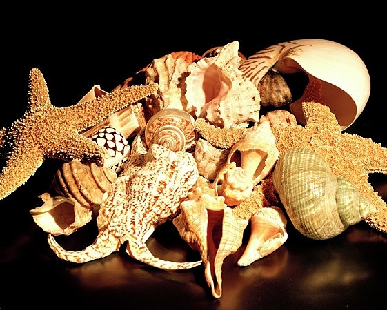 8488_3_Shells_Mix_05