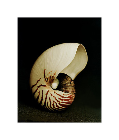 42473_Shells_C_30_40_White