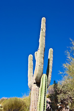 0031_La_Arizona_5L8Y5343