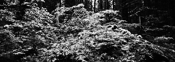 7575_FM_BW_CA_RED_WOODS_01_16.jpg