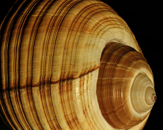 42465_Shells_B