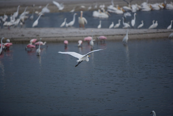 85545_ZV4N_7138_Miami_To_Sanibel_Island_FL
