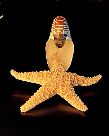 8490_A_Shells_Love_05