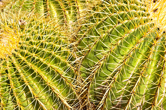 0031_La_Arizona_5L8Y5230
