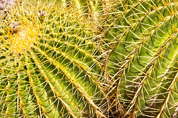 0031_La_Arizona_5L8Y5233