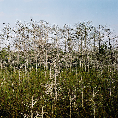 33931_FM_COLOR_SQ_EVERGLADES_FL_03_08.tif