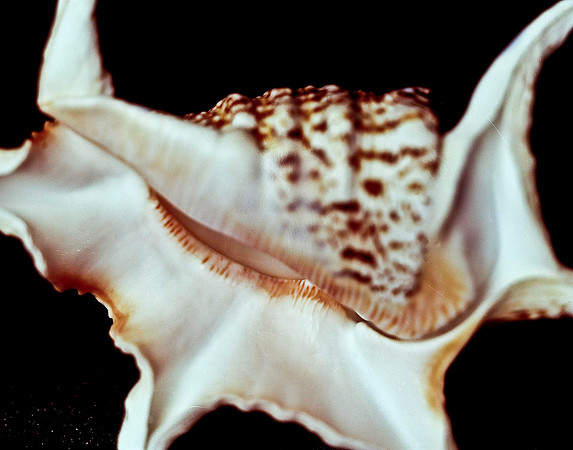 42470_FM_4X5_COLOR_CHIAGRA_SHELLS_FL_04_26.jpg