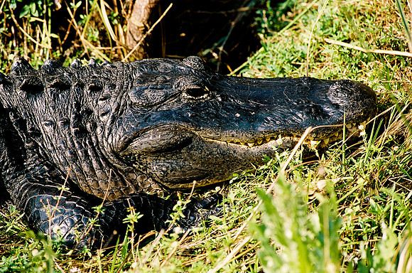 84694_EVERGLADES 33942R5__Azuley-R5-34