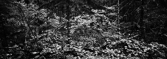 7575_FM_BW_CA_RED_WOODS_01_14.jpg