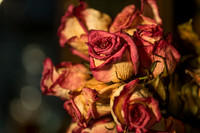 20140722_Roses_Dry_Studio_Shots_CG3P0276