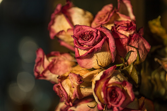 20140722_Roses_Dry_Studio_Shots_CG3P0276