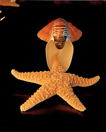 8486_2_Shells_Mix_05