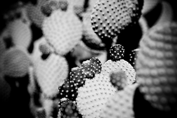 0031_DG_Cactus_Scottsdale_AZ_USA_2009_5L8Y5257