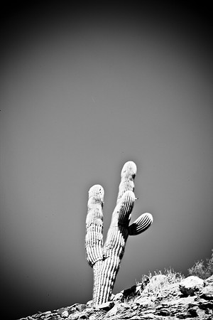 0031_La_Arizona_5L8Y5631