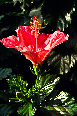 0336_FM_COLOR_MINESOTA_99_36.jpg