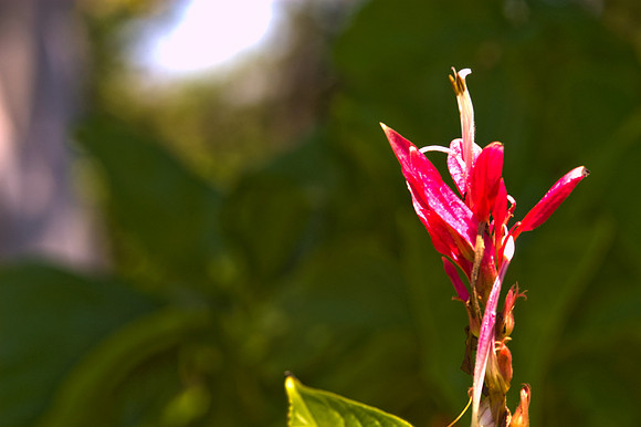 84775_DSC_0112_Fairchild_Garden_Miami_FL_USA