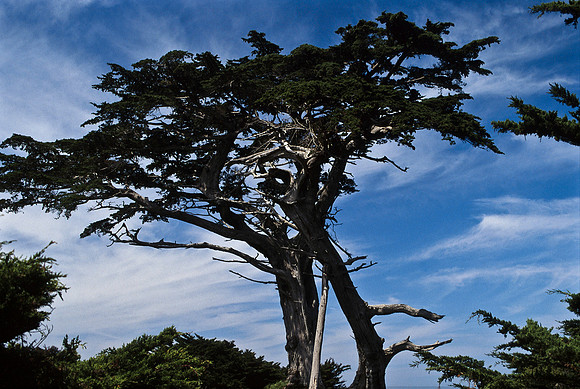 47937_B17_SL_COLOR_17M_DRIVE CARMEL_CA_97_14.jpg