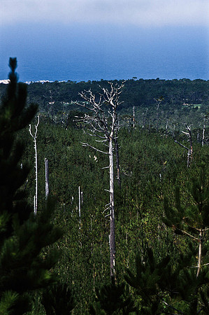 47938_B17_SL_COLOR_17M_DRIVE_CA_97_ CARMEL_CA_97_08.jpg