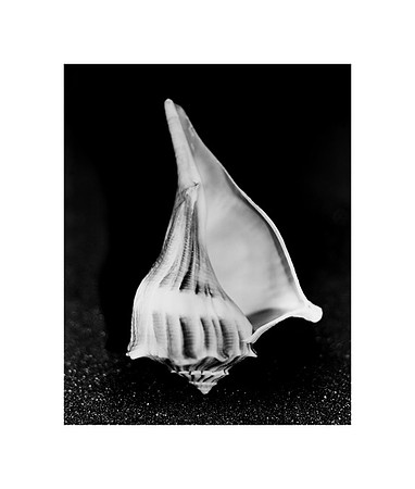 42432_Shells_D3_25_3_827_Wht